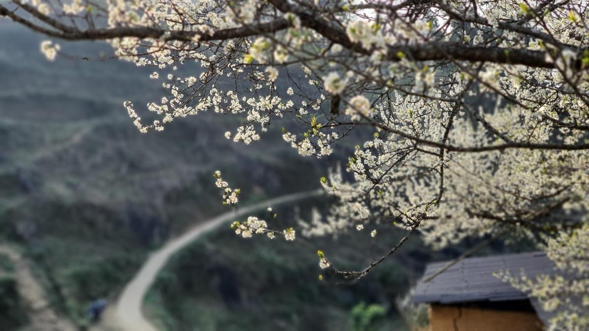Bac Ha Tour 2 days 1 night plum blossom season